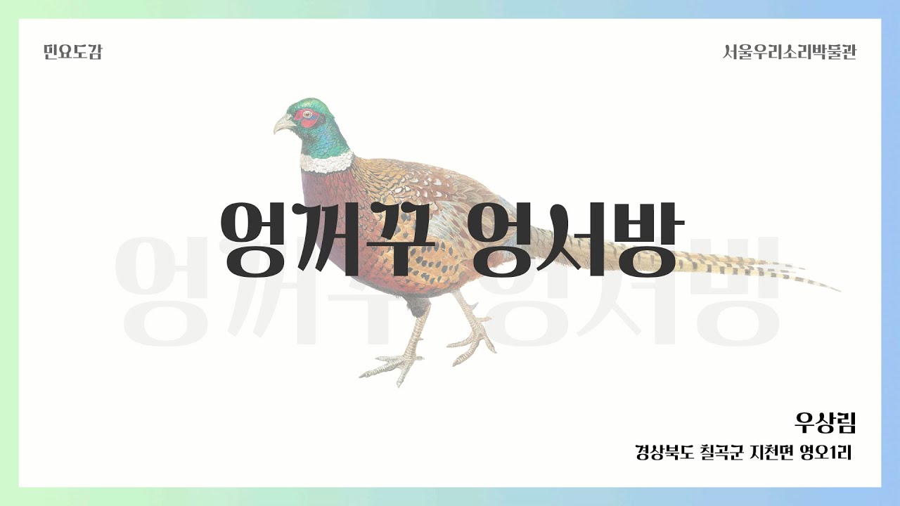 [동식물과 우리소리] 엉꺼꾸엉서방(꿩) 이미지